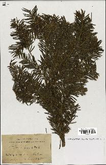 spécimen de Taxus baccata