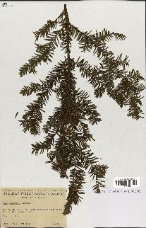 spécimen de Taxus canadensis