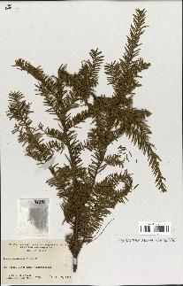 spécimen de Taxus canadensis