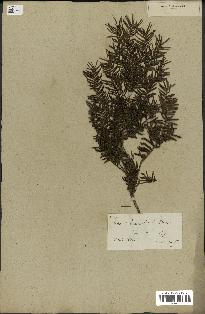 spécimen de Taxus baccata