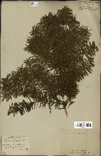 spécimen de Taxus baccata