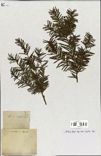spécimen de Taxus baccata