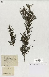 spécimen de Taxus baccata