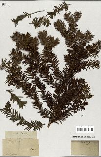 spécimen de Taxus baccata