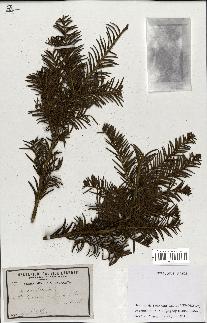 spécimen de Taxus baccata