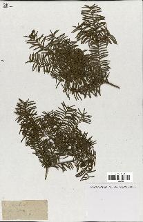 spécimen de Taxus baccata