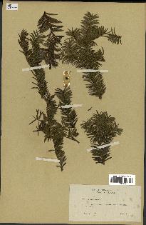 spécimen de Taxus baccata