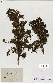 spécimen de Taxus baccata