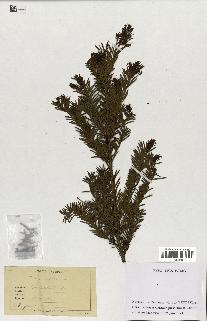 spécimen de Taxus baccata