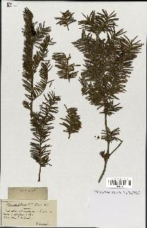 spécimen de Taxus baccata