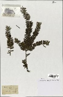 spécimen de Taxus baccata