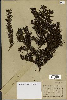 spécimen de Taxus baccata