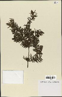 spécimen de Taxus baccata