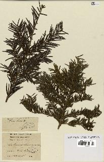 spécimen de Taxus baccata