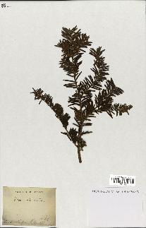 spécimen de Taxus baccata