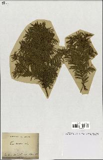 spécimen de Taxus baccata