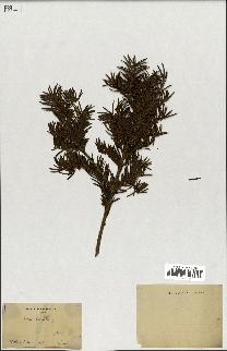 spécimen de Taxus baccata