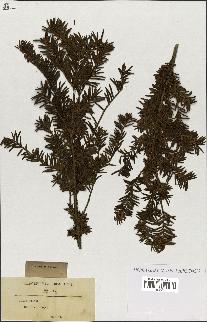 spécimen de Taxus baccata