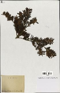 spécimen de Taxus baccata