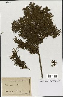 spécimen de Taxus baccata