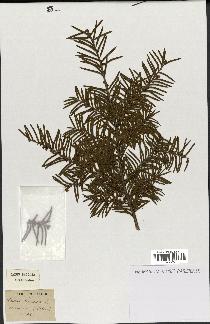 spécimen de Taxus baccata