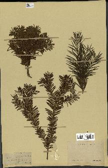 spécimen de Taxus baccata