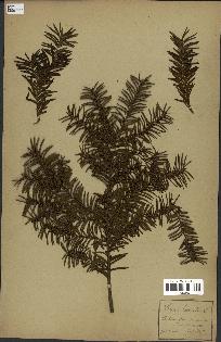 spécimen de Taxus baccata