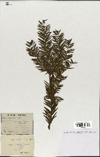 spécimen de Taxus baccata