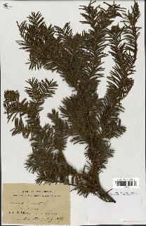 spécimen de Taxus baccata