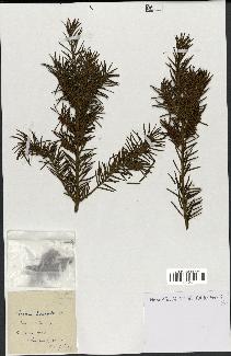 spécimen de Taxus baccata
