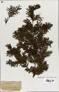 spécimen de Taxus baccata