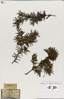 spécimen de Taxus baccata