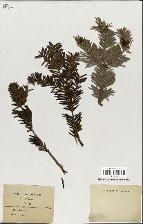 spécimen de Taxus baccata