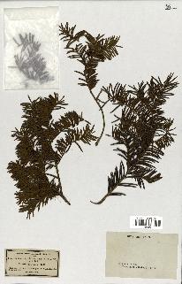 spécimen de Taxus baccata