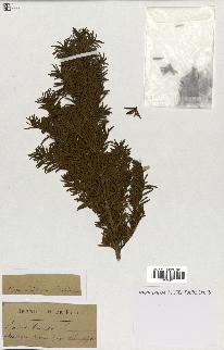 spécimen de Taxus baccata