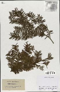 spécimen de Taxus baccata
