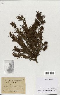 spécimen de Taxus baccata
