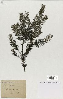 spécimen de Taxus baccata