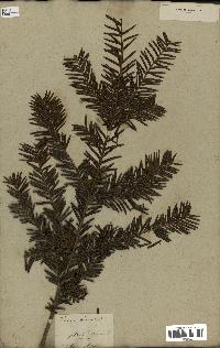 spécimen de Taxus baccata