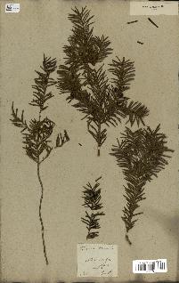 spécimen de Taxus baccata
