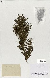 spécimen de Taxus baccata