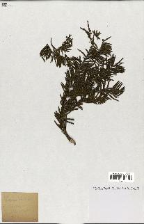 spécimen de Taxus baccata