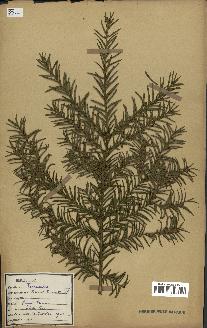 spécimen de Taxus baccata
