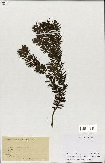 spécimen de Taxus baccata
