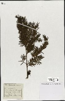 spécimen de Taxus baccata