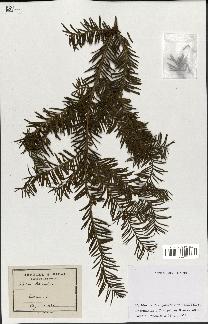 spécimen de Taxus baccata