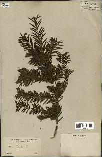 spécimen de Taxus baccata