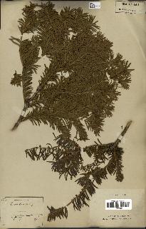 spécimen de Taxus baccata