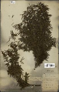 spécimen de Taxus baccata