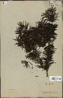 spécimen de Taxus baccata